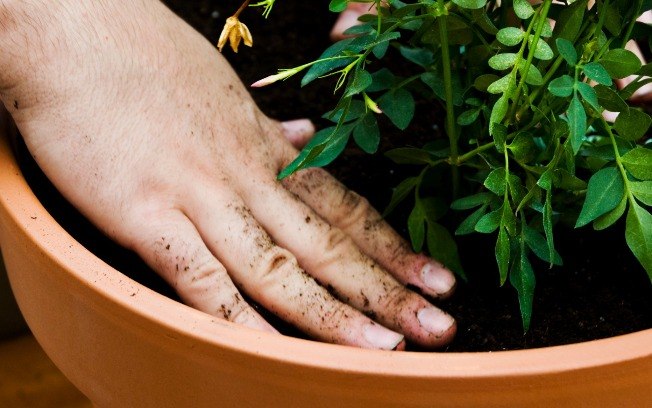 Fique atenta à real necessidade de rega. Um bom teste é colocar o dedo na terra e ver se ela está seca. Se estiver úmida, a rega pode esperar mais um pouco