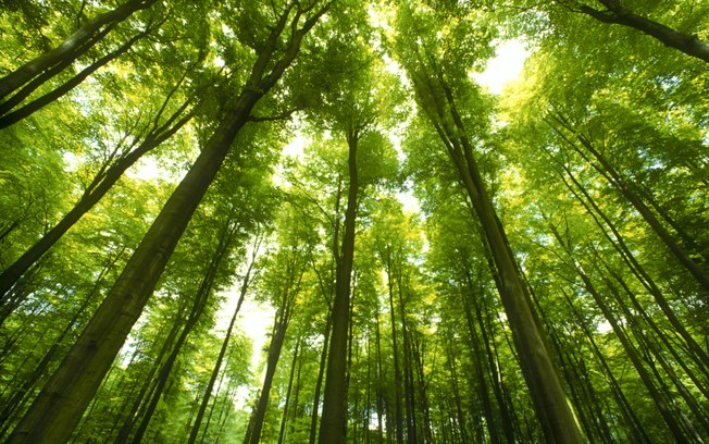 Árvores são sempre uma boa opção. A sombra das copas ajudará a reduzir a temperatura do ambiente, a transpiração das folhas contribuirá na formação de nuvens, e as raízes, quando desenvolvidas, serão capazes de buscar água nas profundezas, reduzindo a necessidade de rega