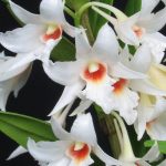 Saiba como cuidar de suas orquídeas
