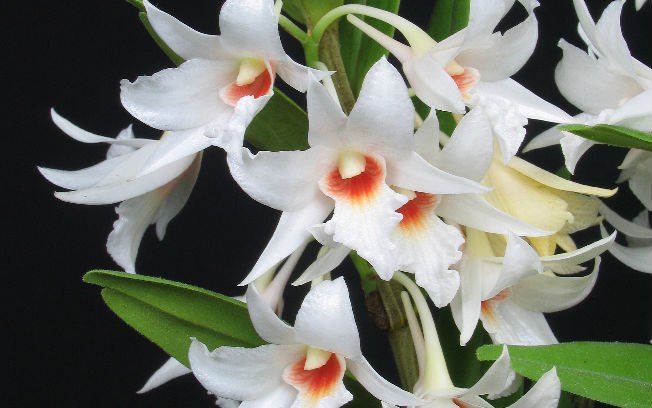 São plantas fáceis de cuidar e embelzam a casa. Você sabe como cuidar de orquídeas?
