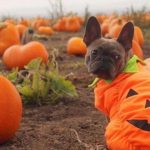 Treze ideias para tornar o seu Halloween mais divertido