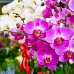 ‘Orquídeas’: Conheça a história, os significados das cores e saiba como cuidar
