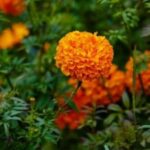 5 flores e hortaliças para plantar em junho