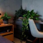 4 dicas para iluminar corretamente espaços com plantas