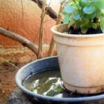 Como plantar romã em vaso