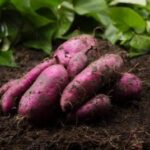Como plantar batata-doce em vaso de forma fácil
