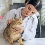 5 dicas para garantir a saúde do seu animal de estimação