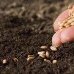 3 dicas de como plantar sementes com sucesso